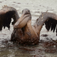 A pelican covered in oil from the spill. Photo: AP